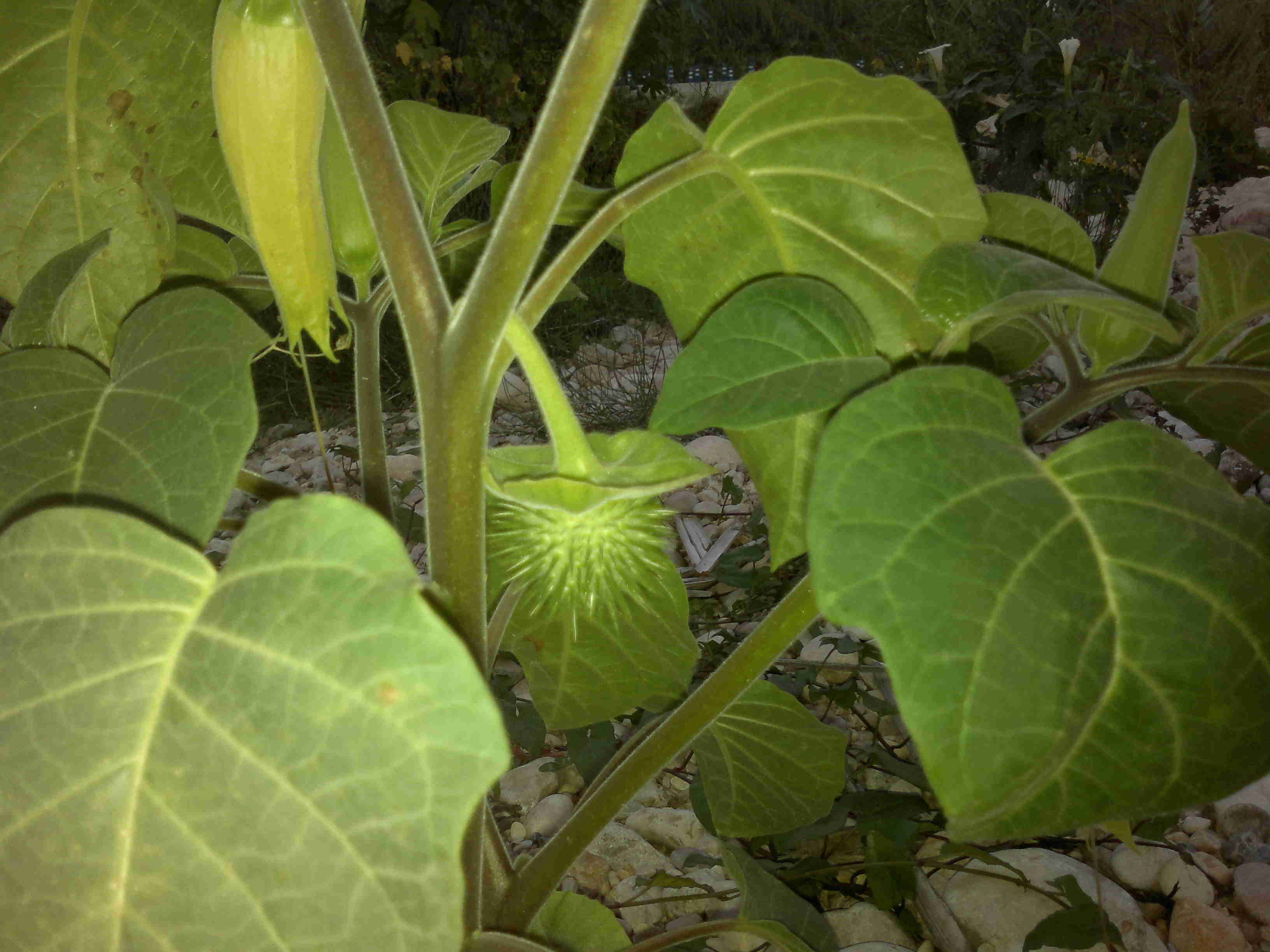 [Foto de planta, jardin, jardineria]