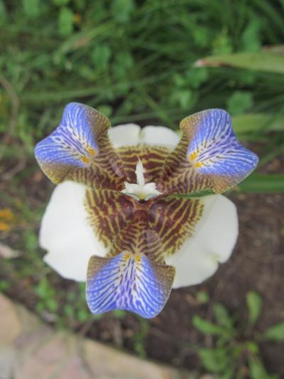 [Foto de planta, jardin, jardineria]