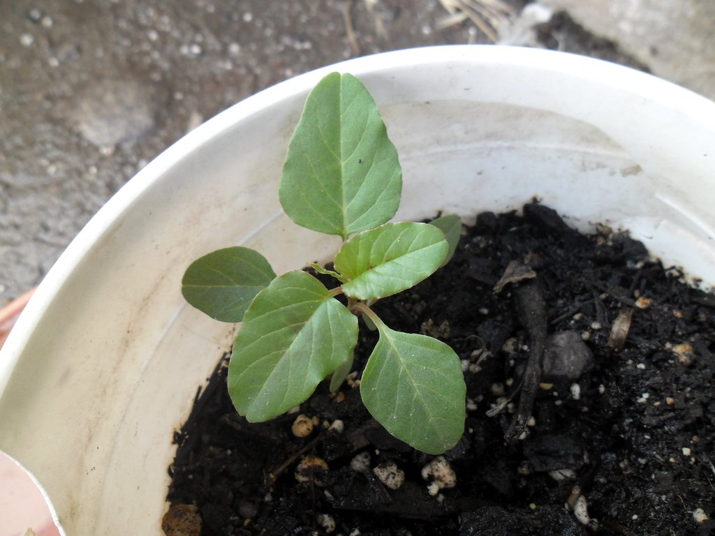 [Foto de planta, jardin, jardineria]