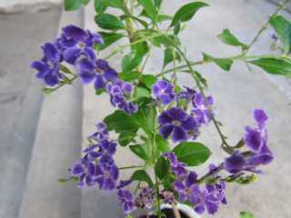 [Foto de planta, jardin, jardineria]