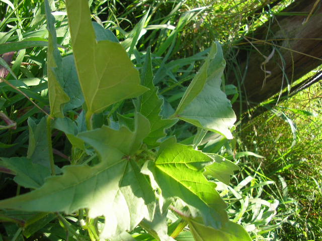 [Foto de planta, jardin, jardineria]