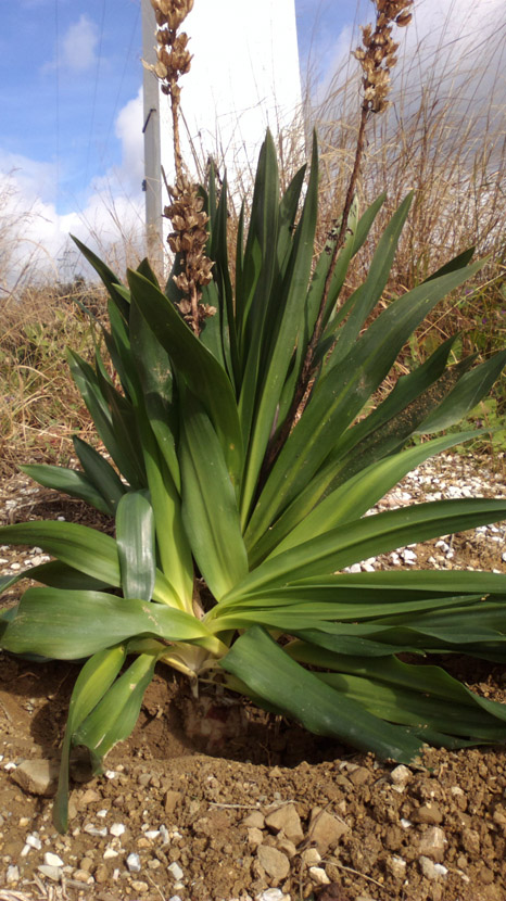 [Foto de planta, jardin, jardineria]