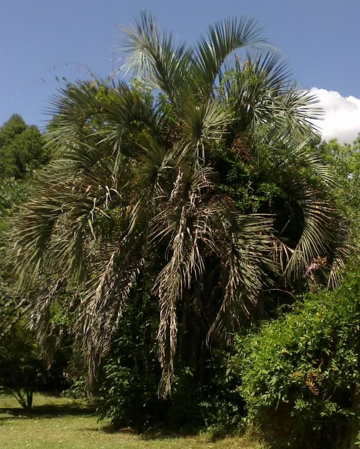 [Foto de planta, jardin, jardineria]