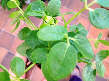 [Foto de planta, jardin, jardineria]