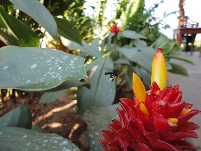 [Foto de planta, jardin, jardineria]