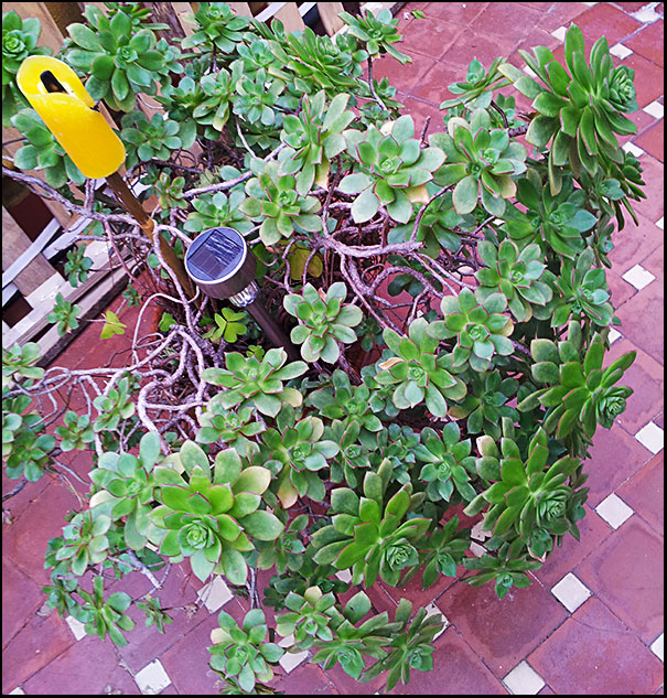 [Foto de planta, jardin, jardineria]