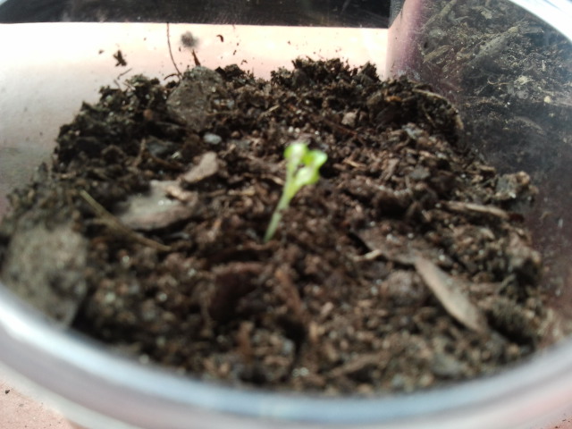 [Foto de planta, jardin, jardineria]