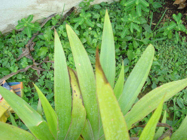 [Foto de planta, jardin, jardineria]