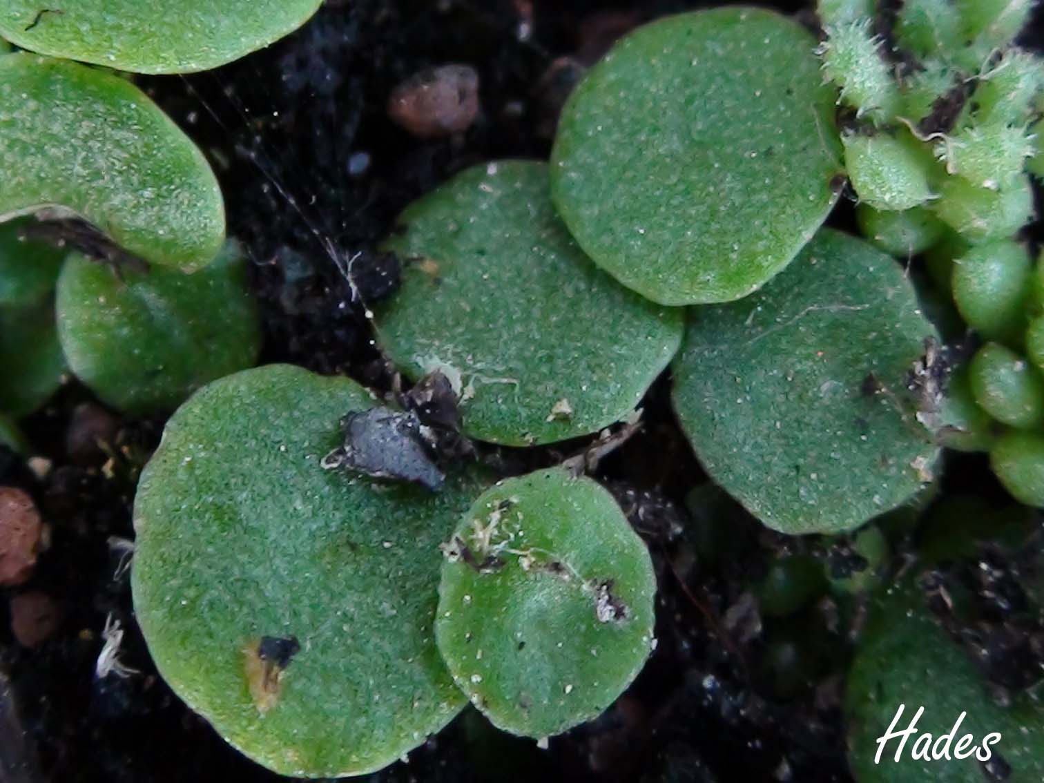 [Foto de planta, jardin, jardineria]