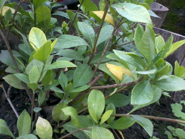 [Foto de planta, jardin, jardineria]