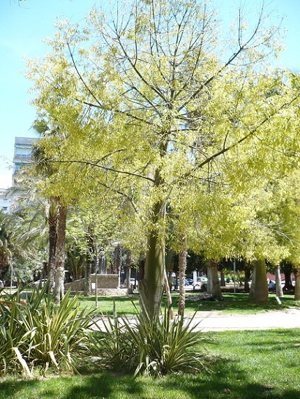 [Foto de planta, jardin, jardineria]