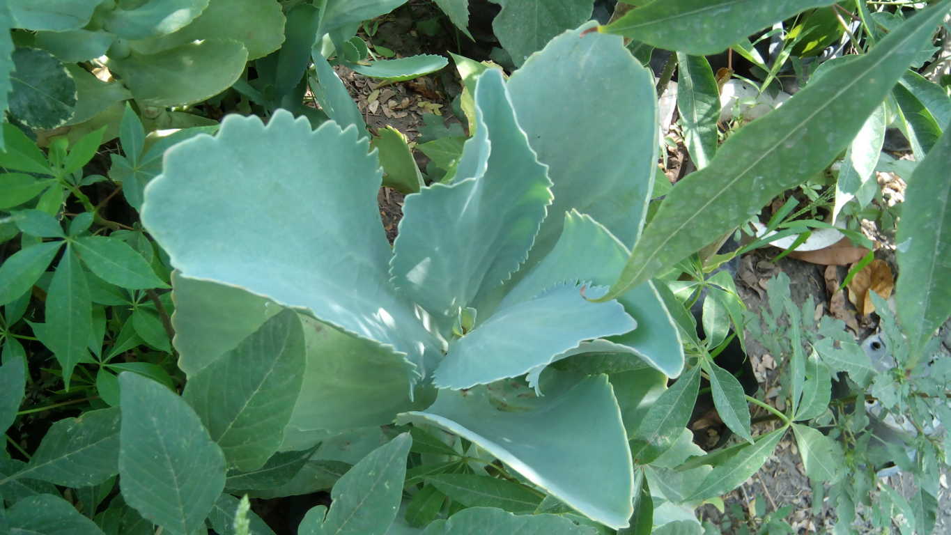 [Foto de planta, jardin, jardineria]