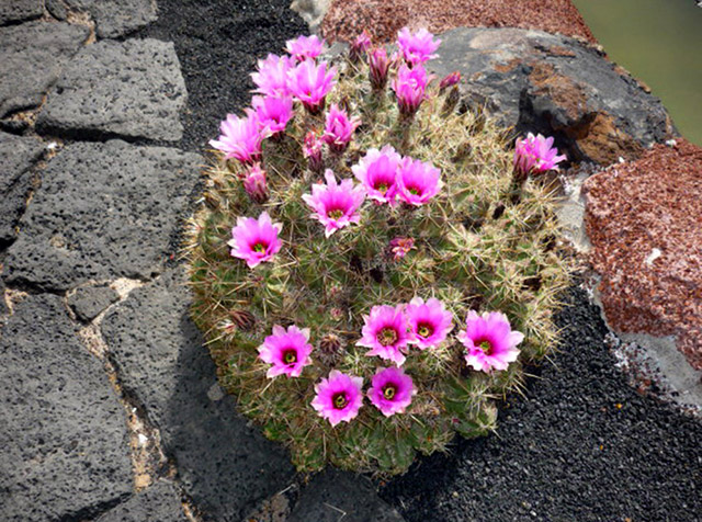 [Foto de planta, jardin, jardineria]