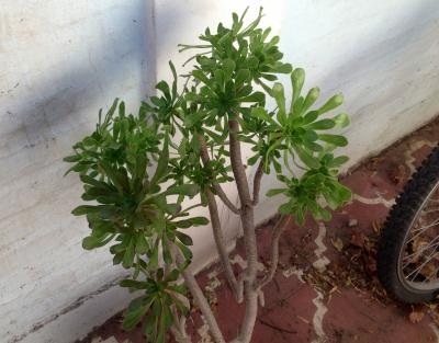 [Foto de planta, jardin, jardineria]