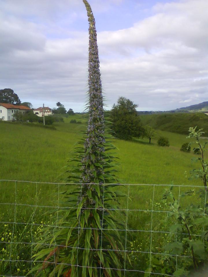 [Foto de planta, jardin, jardineria]