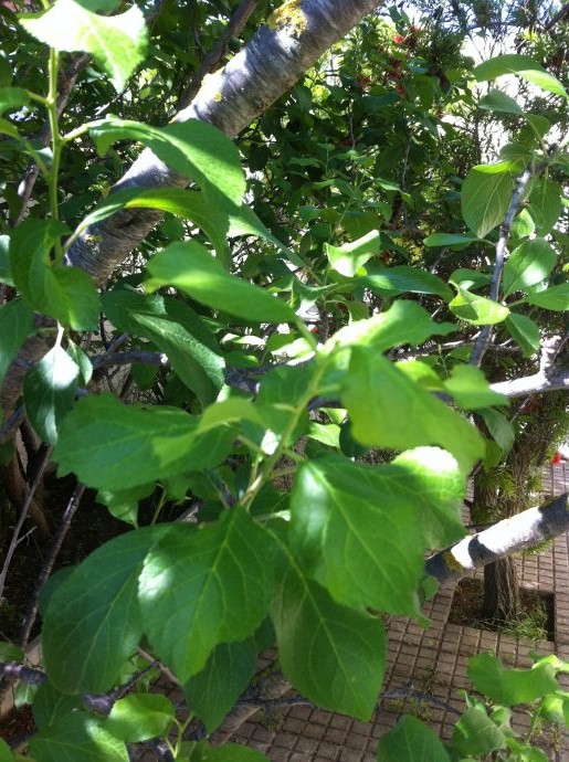 [Foto de planta, jardin, jardineria]