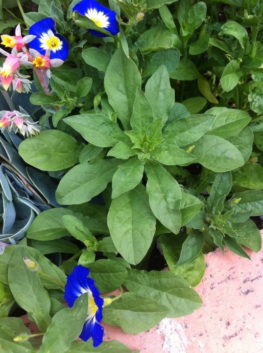 [Foto de planta, jardin, jardineria]