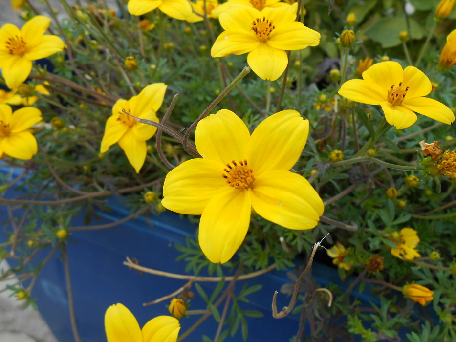 [Foto de planta, jardin, jardineria]