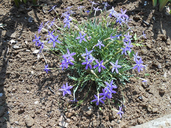 [Foto de planta, jardin, jardineria]