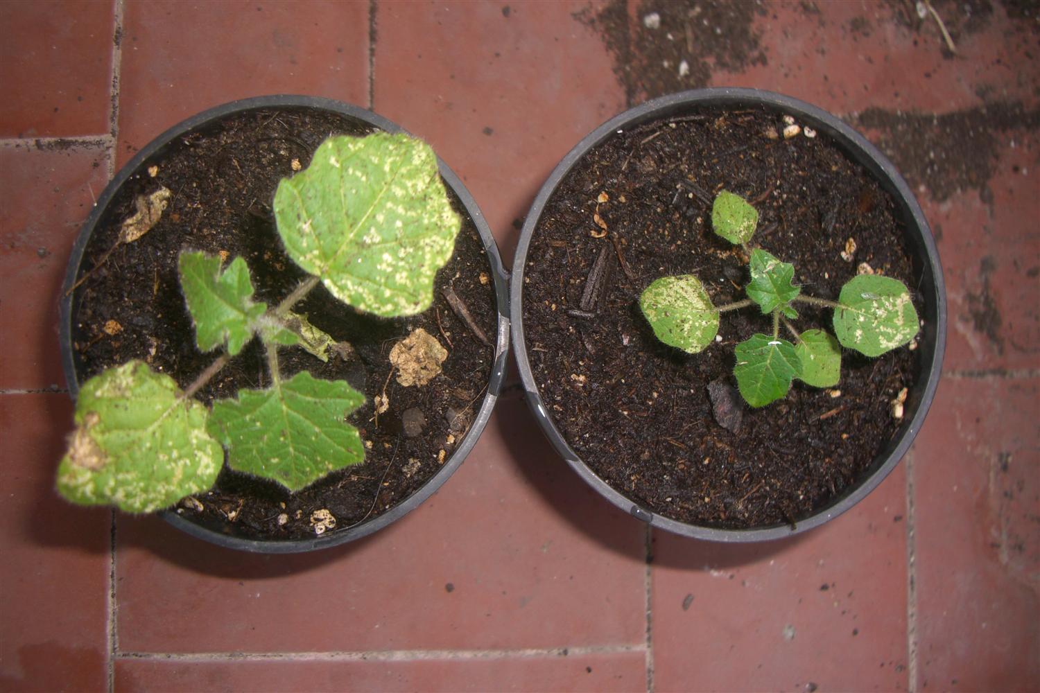 [Foto de planta, jardin, jardineria]