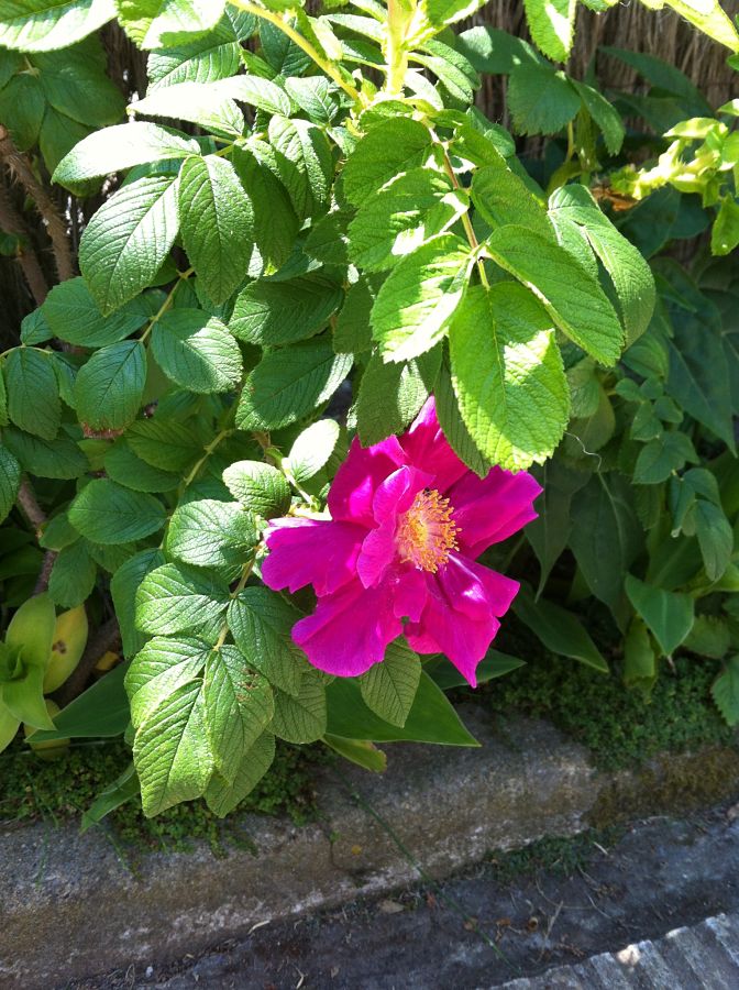 Flores lilas