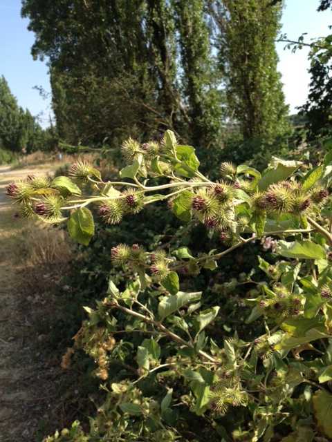 [Foto de planta, jardin, jardineria]