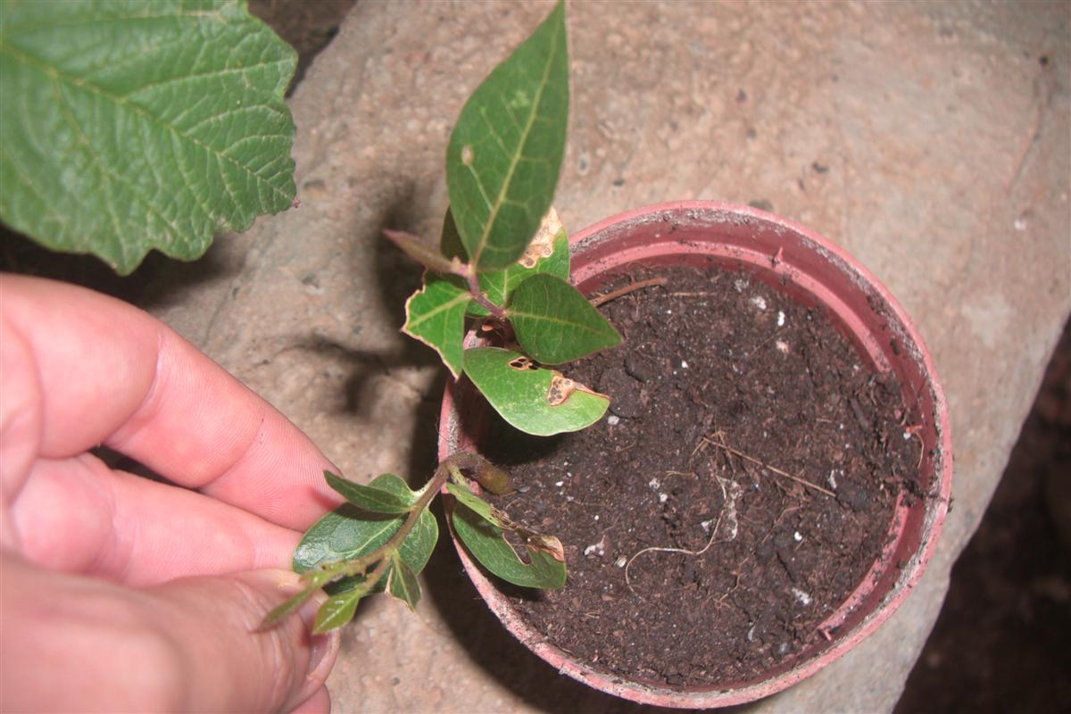 [Foto de planta, jardin, jardineria]