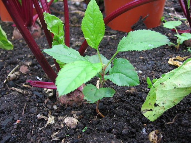 [Foto de planta, jardin, jardineria]