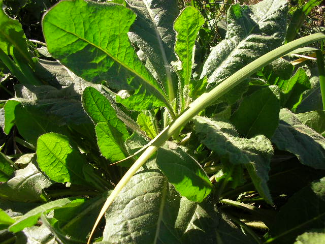 [Foto de planta, jardin, jardineria]