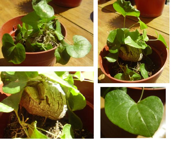 [Foto de planta, jardin, jardineria]