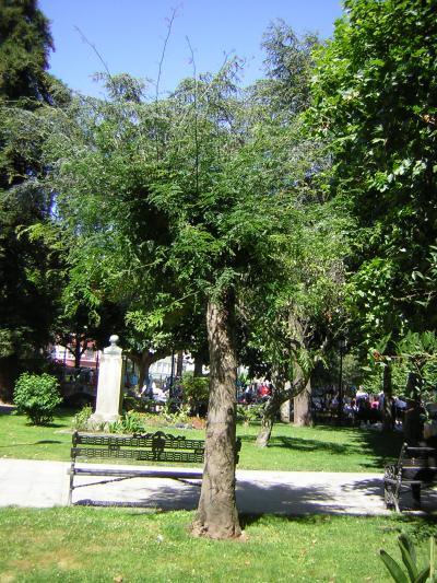 [Foto de planta, jardin, jardineria]