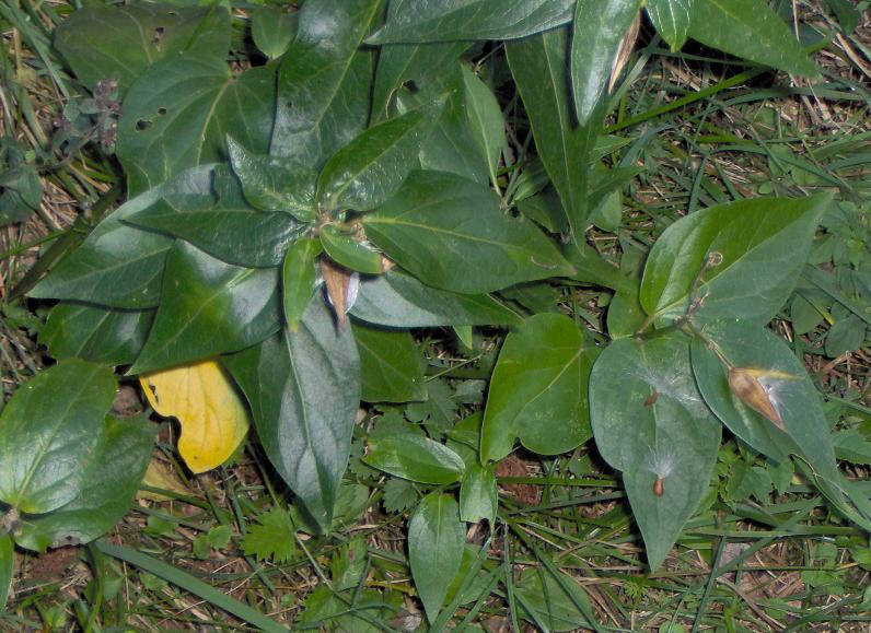 [Foto de planta, jardin, jardineria]