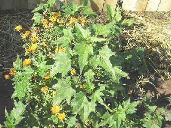 [Foto de planta, jardin, jardineria]