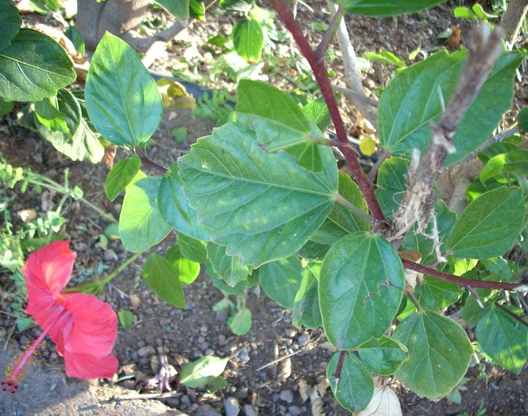 [Foto de planta, jardin, jardineria]