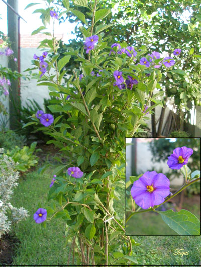 [Foto de planta, jardin, jardineria]