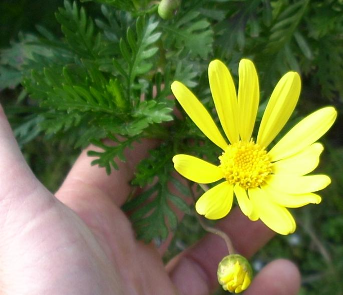 [Foto de planta, jardin, jardineria]