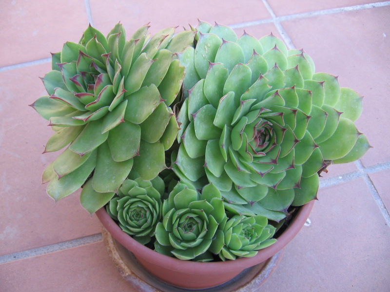 [Foto de planta, jardin, jardineria]