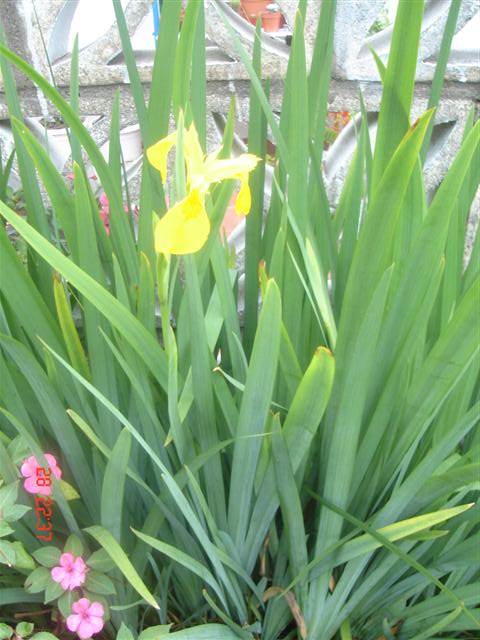 [Foto de planta, jardin, jardineria]