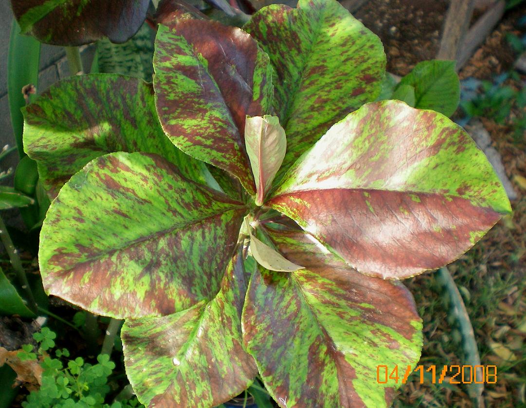 [Foto de planta, jardin, jardineria]