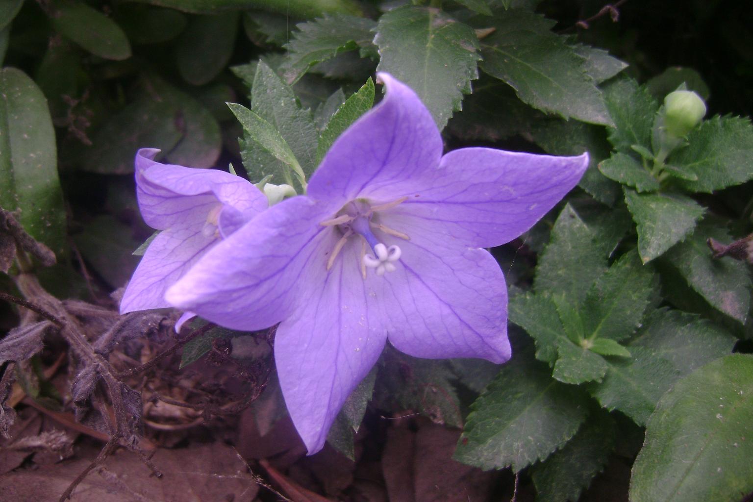 [Foto de planta, jardin, jardineria]