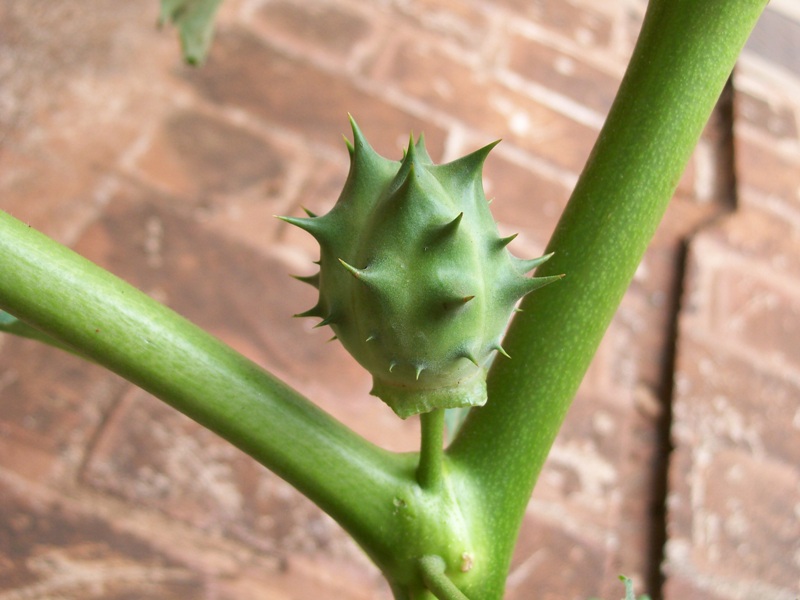 [Foto de planta, jardin, jardineria]