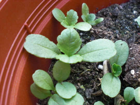 [Foto de planta, jardin, jardineria]
