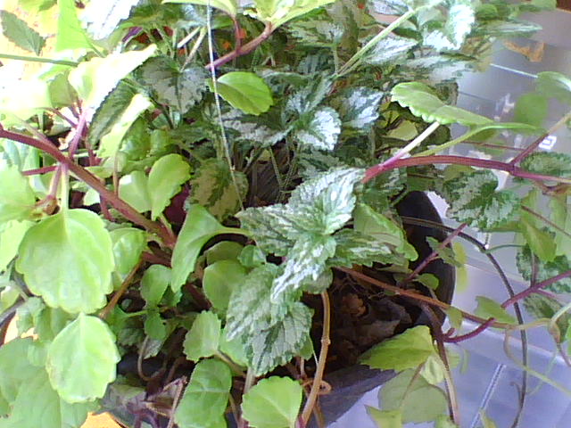 [Foto de planta, jardin, jardineria]