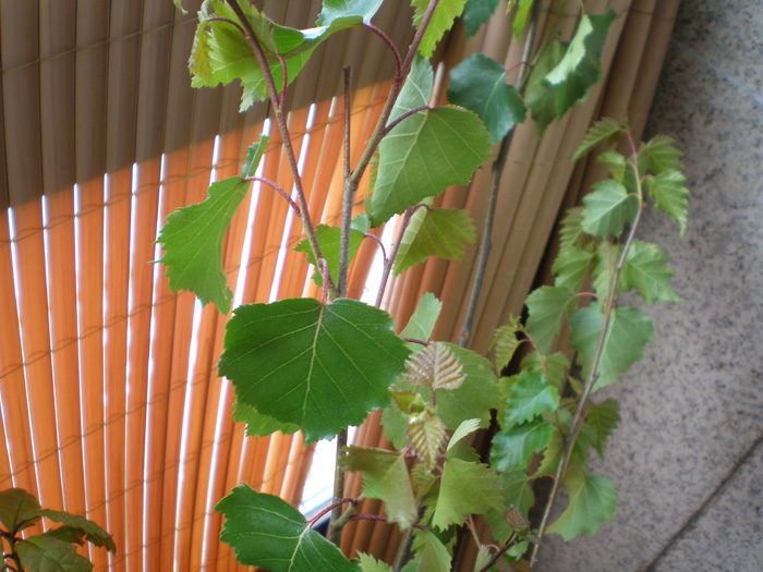 [Foto de planta, jardin, jardineria]