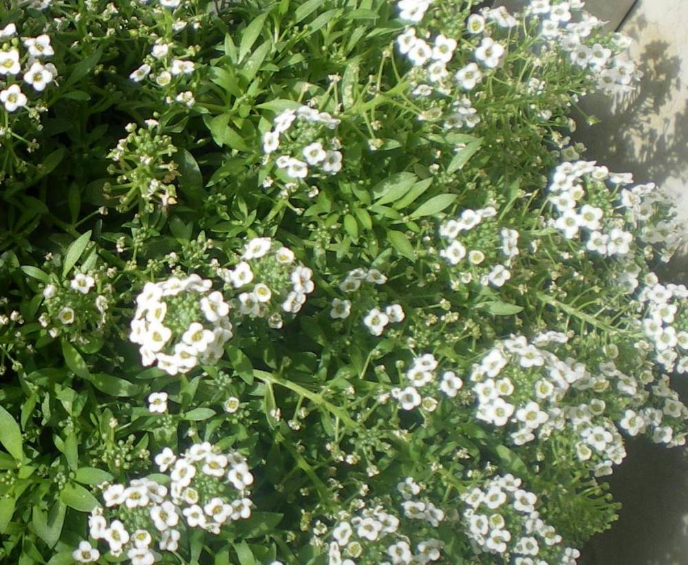 [Foto de planta, jardin, jardineria]