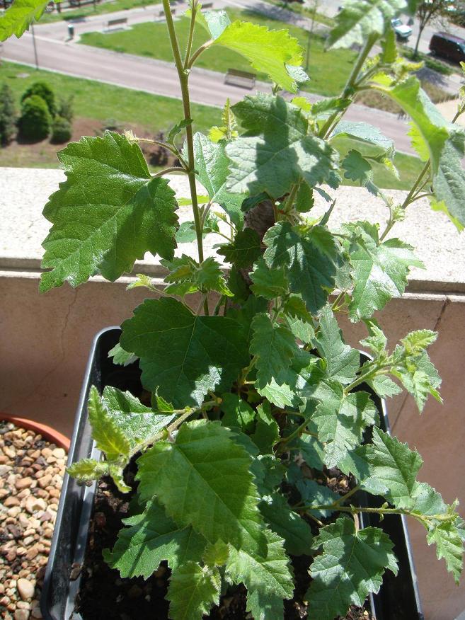 [Foto de planta, jardin, jardineria]