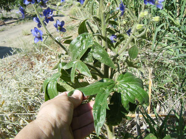 [Foto de planta, jardin, jardineria]