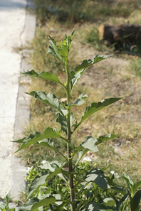 [Foto de planta, jardin, jardineria]