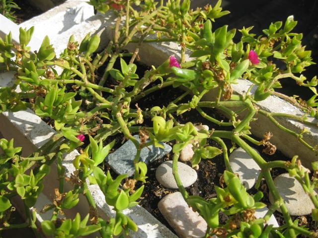[Foto de planta, jardin, jardineria]