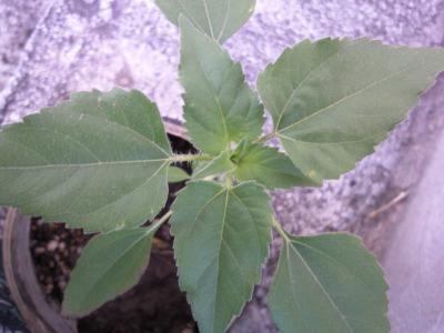 [Foto de planta, jardin, jardineria]